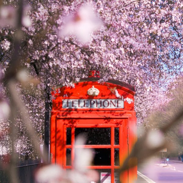 A close up of a red phone box with blossom