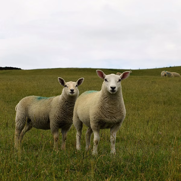 Sheep stood in field